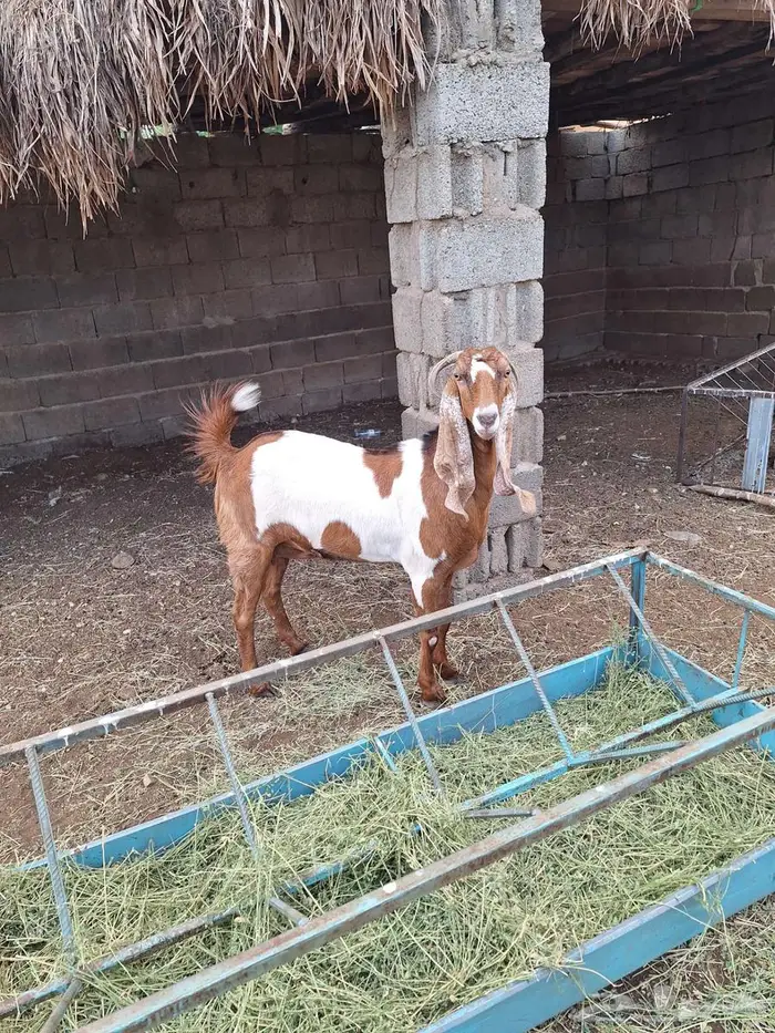 للبيع ماعز هولندي قرايب سنها رباع 4