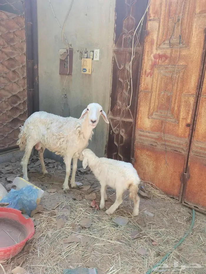 حرية تحتها رخل...1 حيل 2