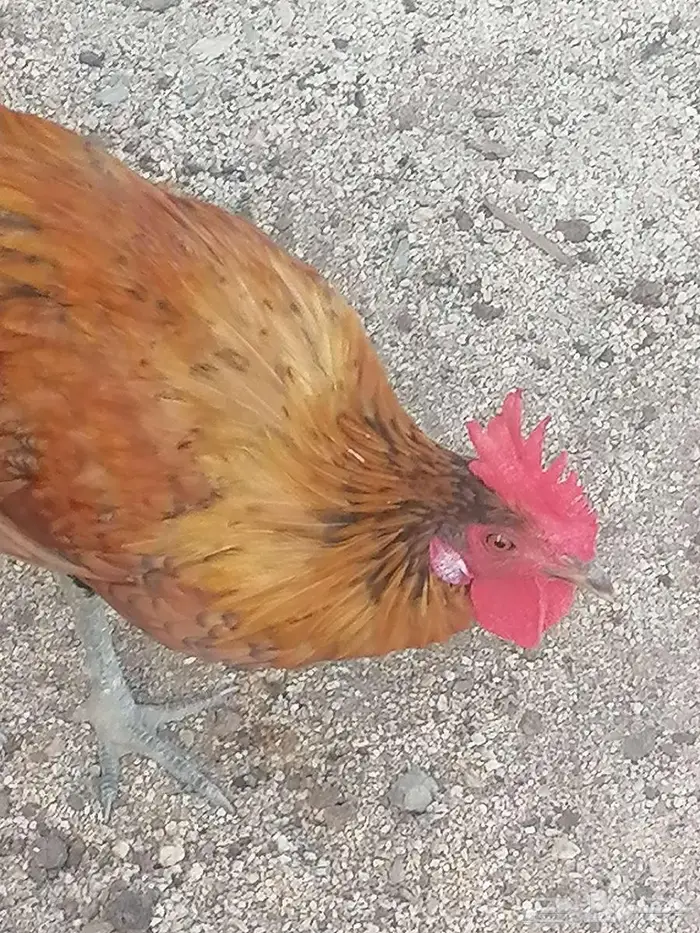 للبيع ديوك روز كامب 1