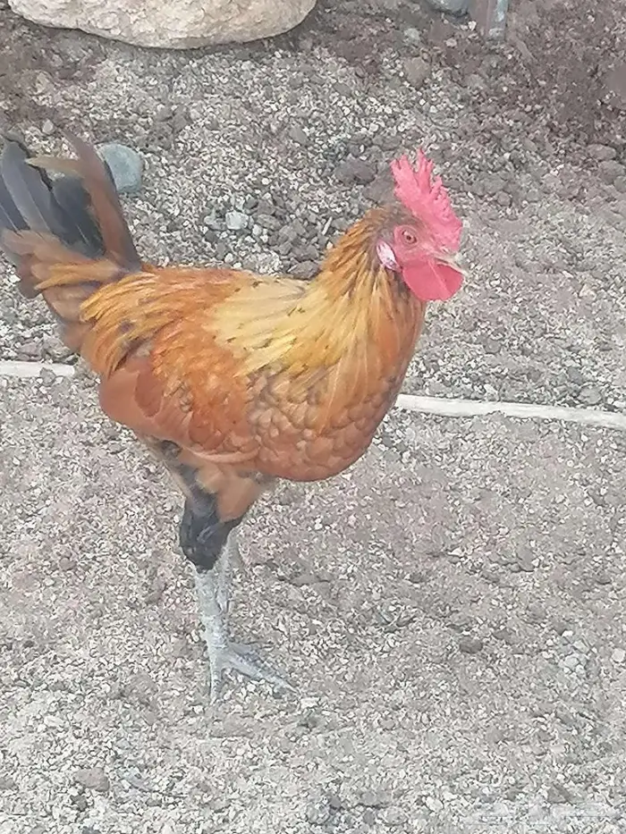 للبيع ديوك روز كامب 2