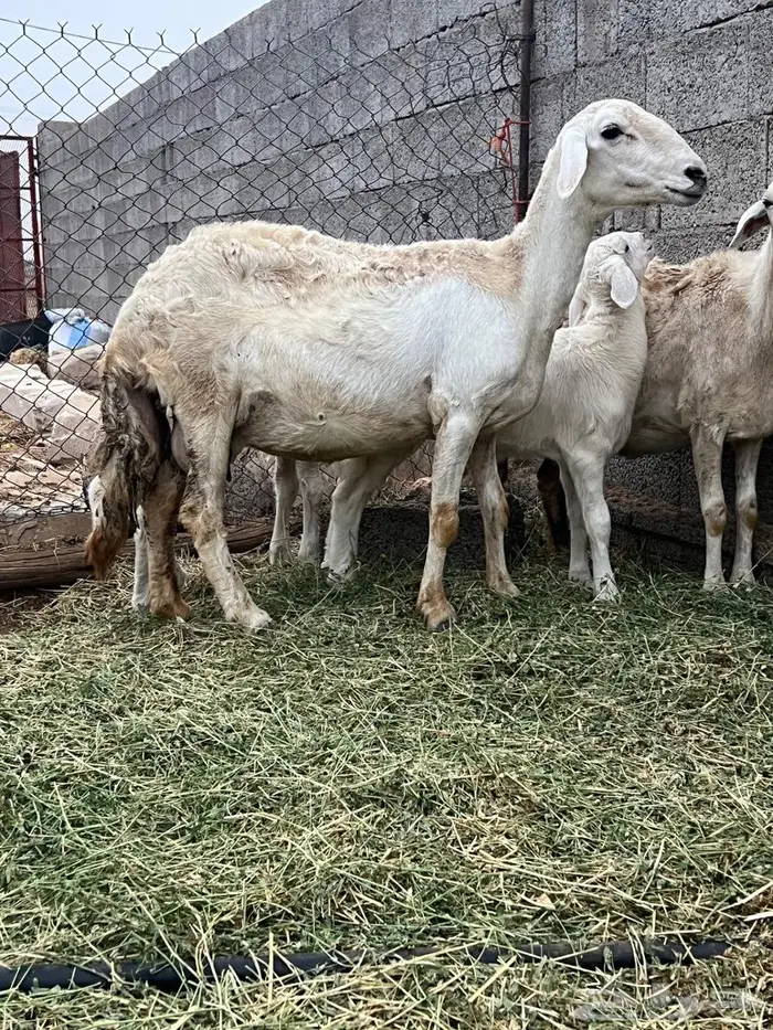 ضان ولد 0