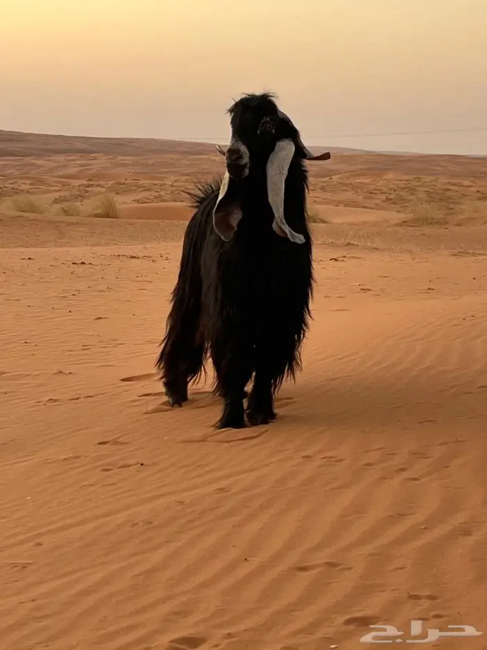 للبيع فحول 3