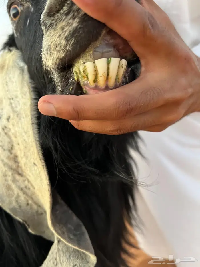 للبيع فحول 4