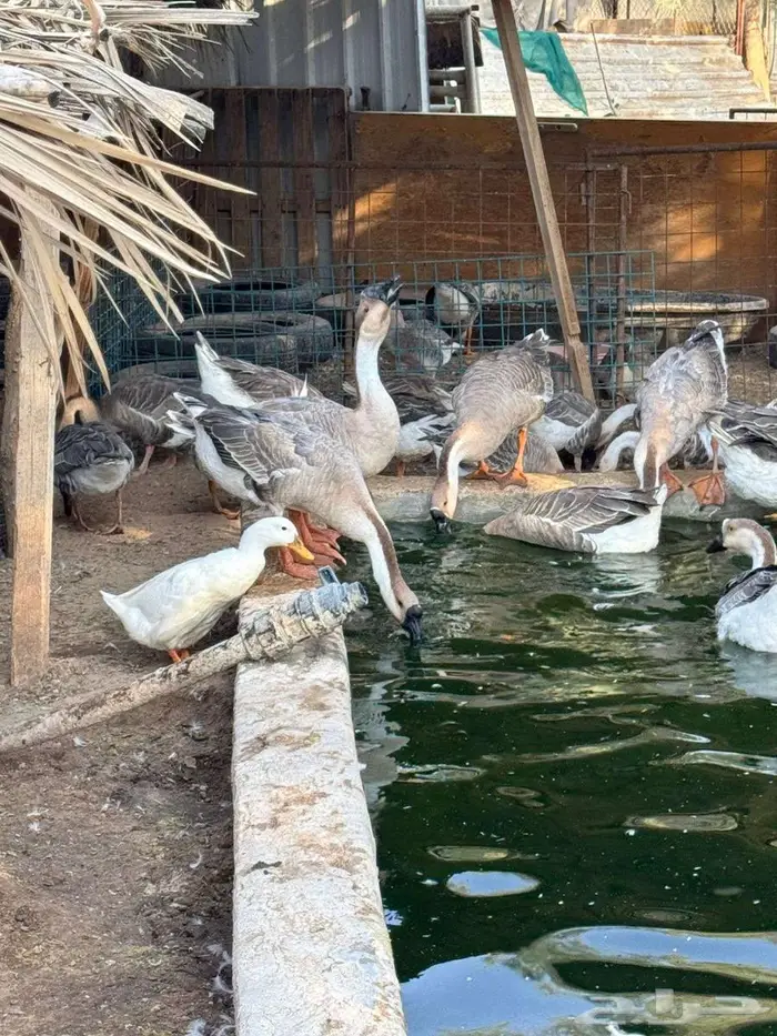 للبيع وز عراقي اصيل 4