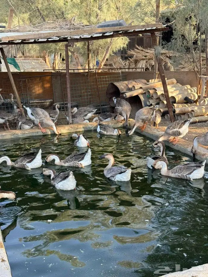 للبيع وز عراقي اصيل 0