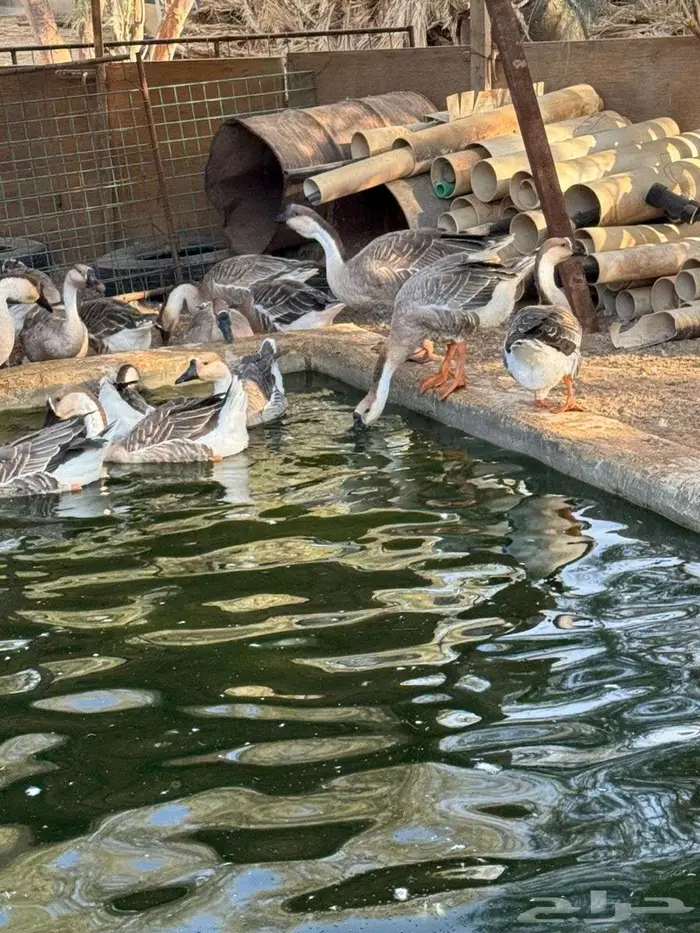 للبيع وز عراقي اصيل 3