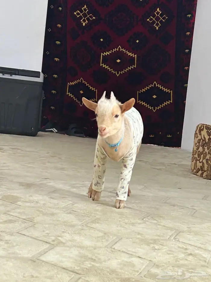 ماعز قزم تشيكي بيور لون كريمي 0