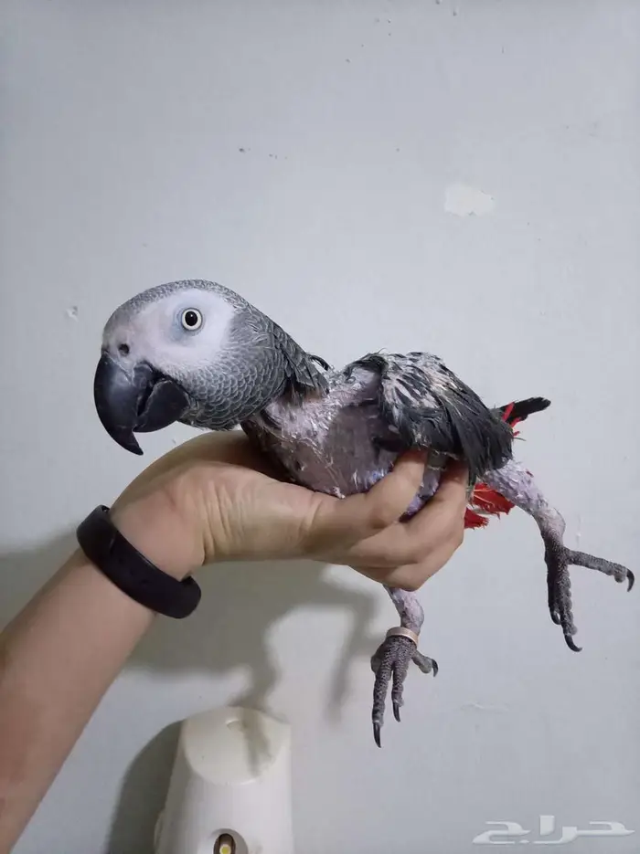 انثي كاسكواليفةمتكلمةمحللةبشهادةبيع او بدل بامازوني 1