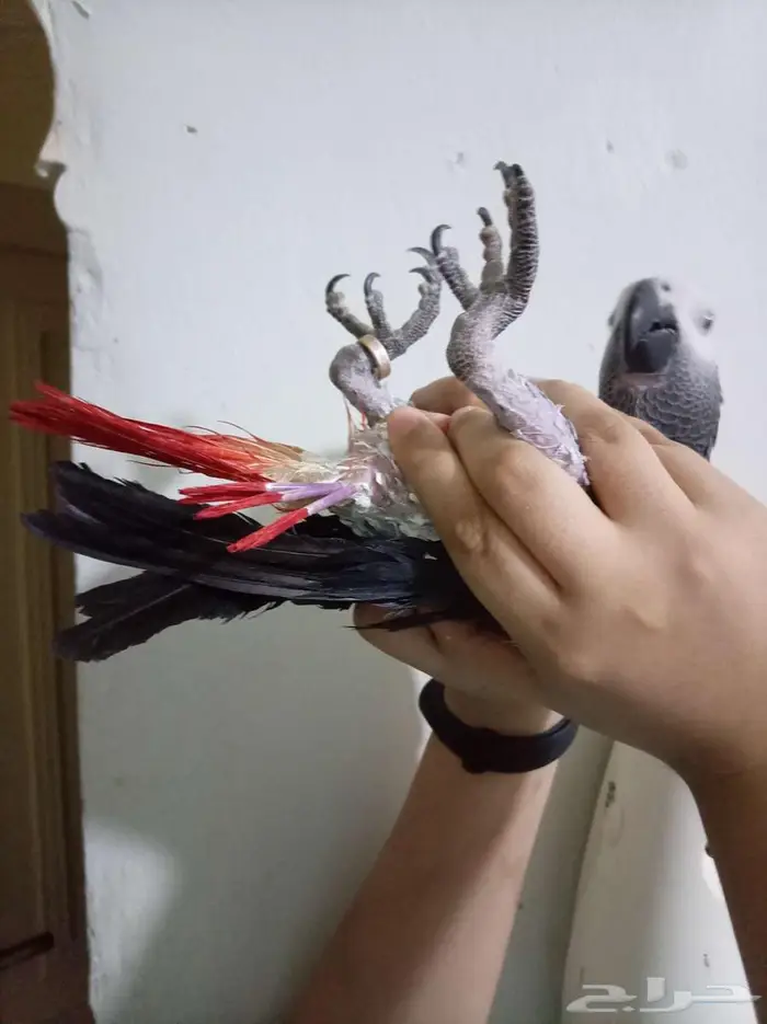 انثي كاسكواليفةمتكلمةمحللةبشهادةبيع او بدل بامازوني 3