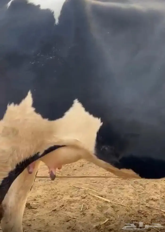 2 بقر هولندي اول بطن لها بالقنفذه 1