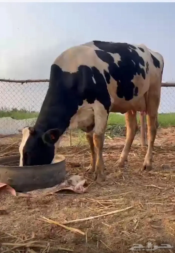 2 بقر هولندي اول بطن لها بالقنفذه 7