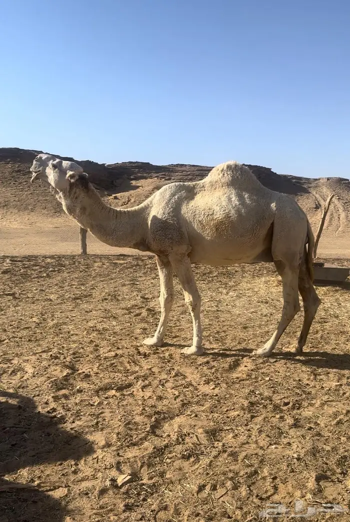 للبيع فحل اوضح 0