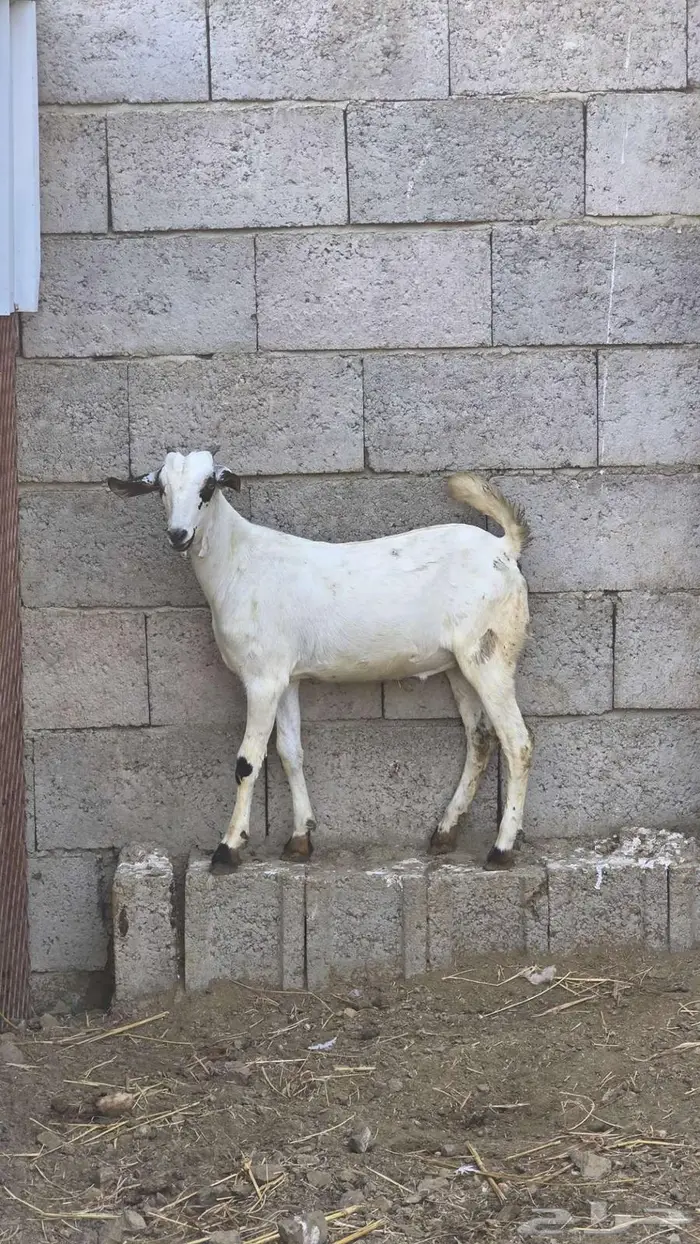 تيس بيشي للبيع 1