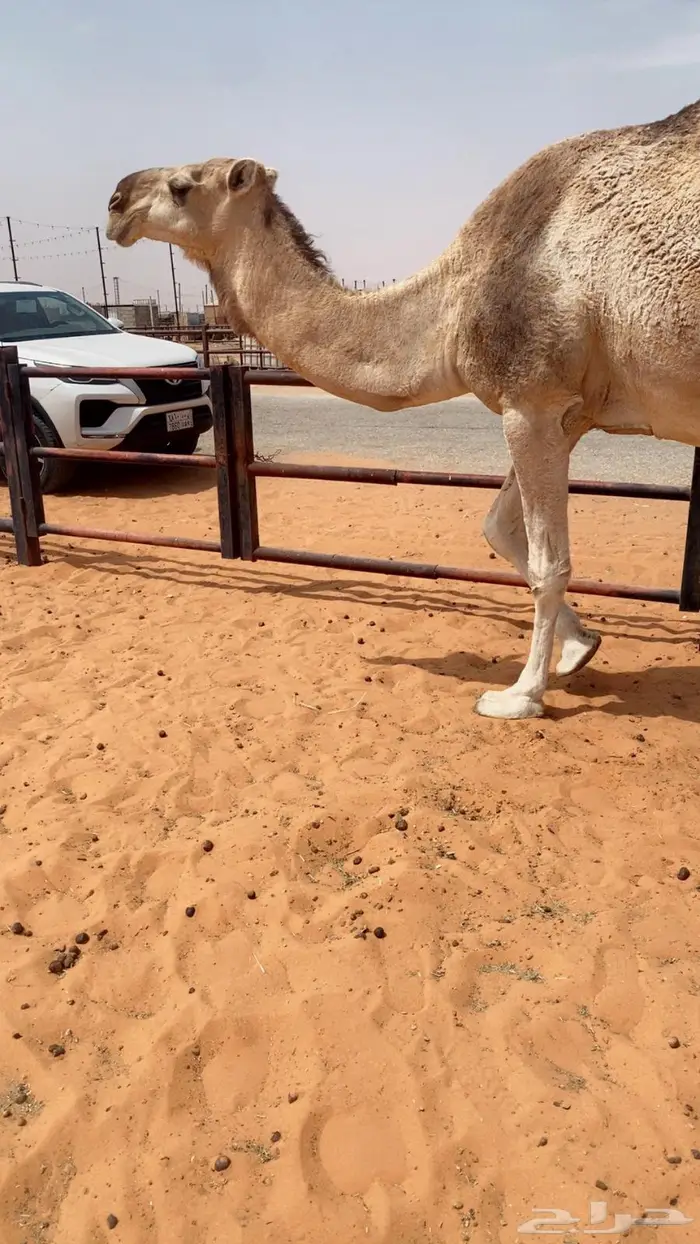 لقحه طيبه 0