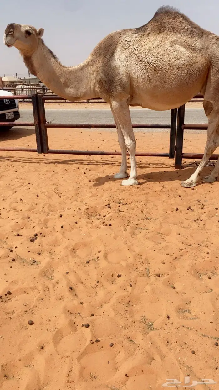 لقحه طيبه 1