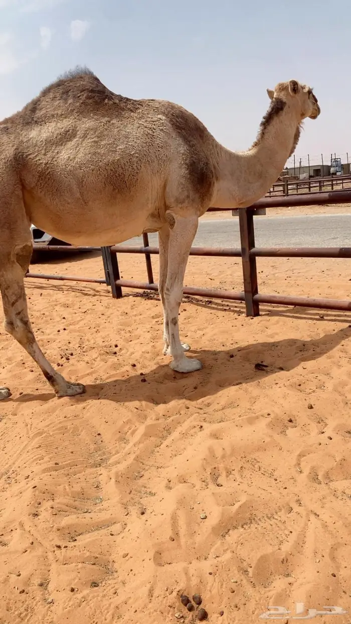 لقحه طيبه 2
