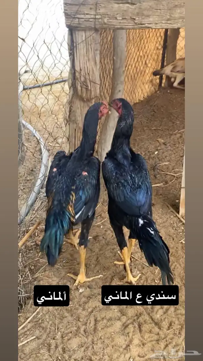 القنفذة   القوز 1