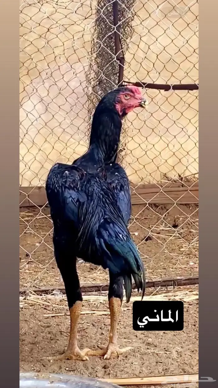 القنفذة   القوز 0