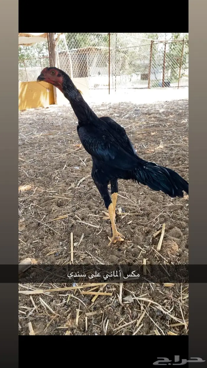 القنفذة   القوز 2