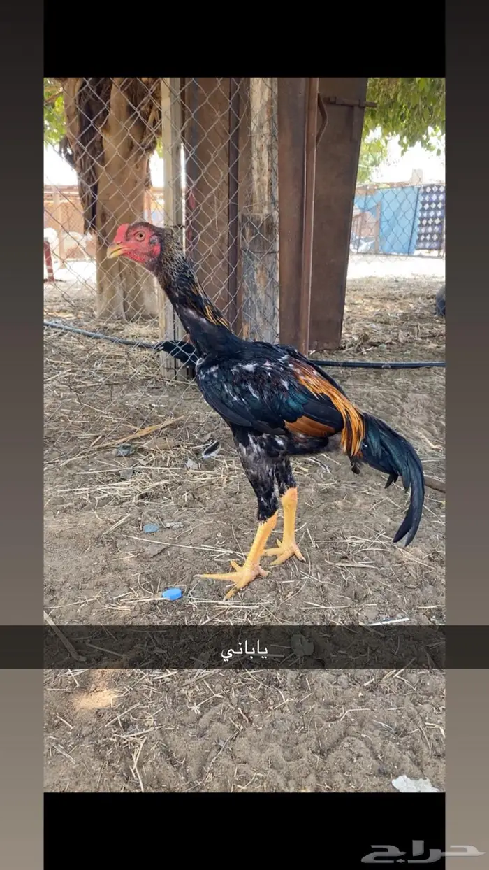 القنفذة   القوز 3