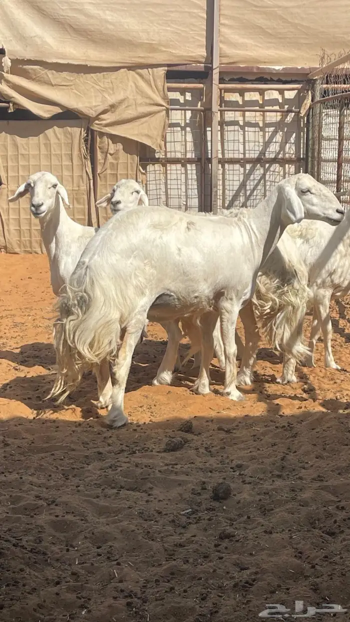 للبيع غنم حريات 1