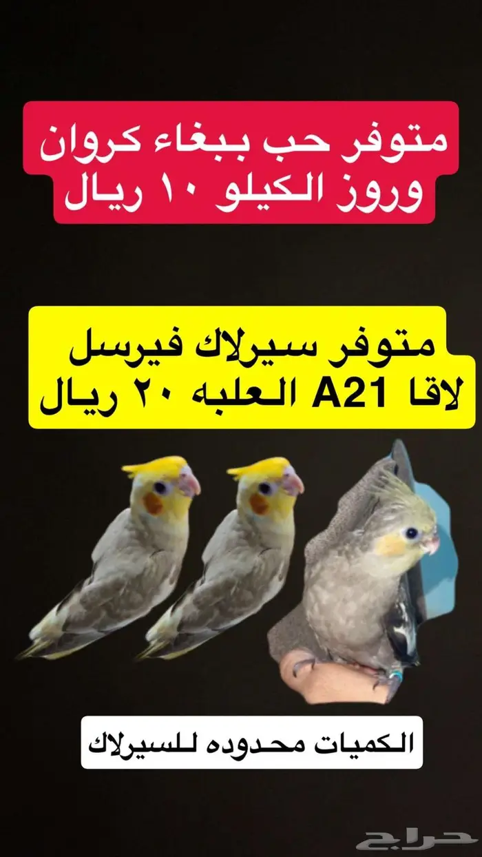 اكل ببغاء كروان وروز 0