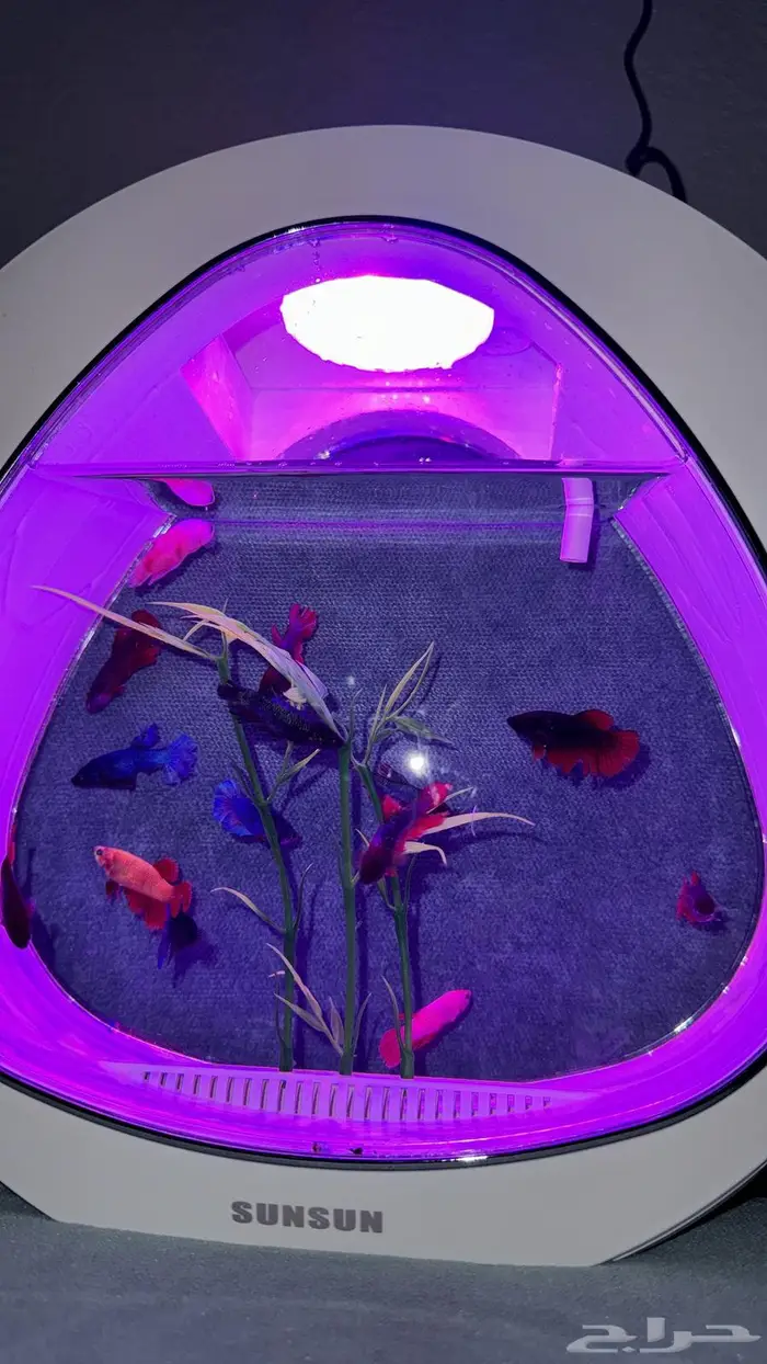 إناث الفايتر الكمية محدوده 1