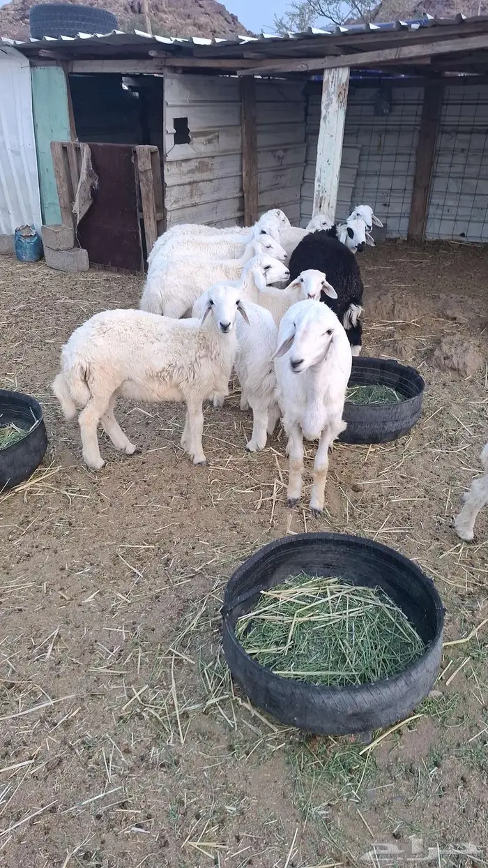 طليان للبيع 0