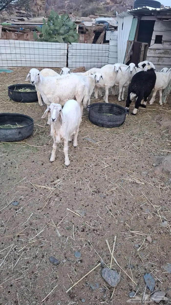 طليان للبيع 1