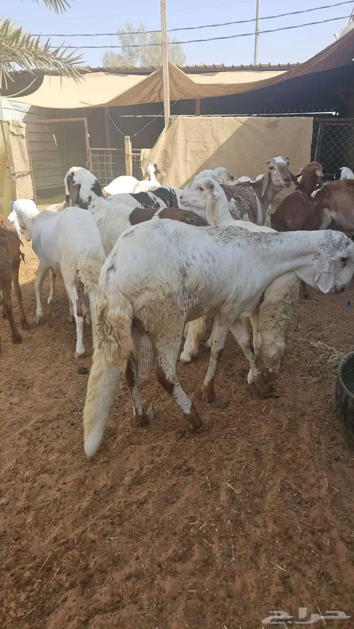سواكني تربيه خمسه شهور 1