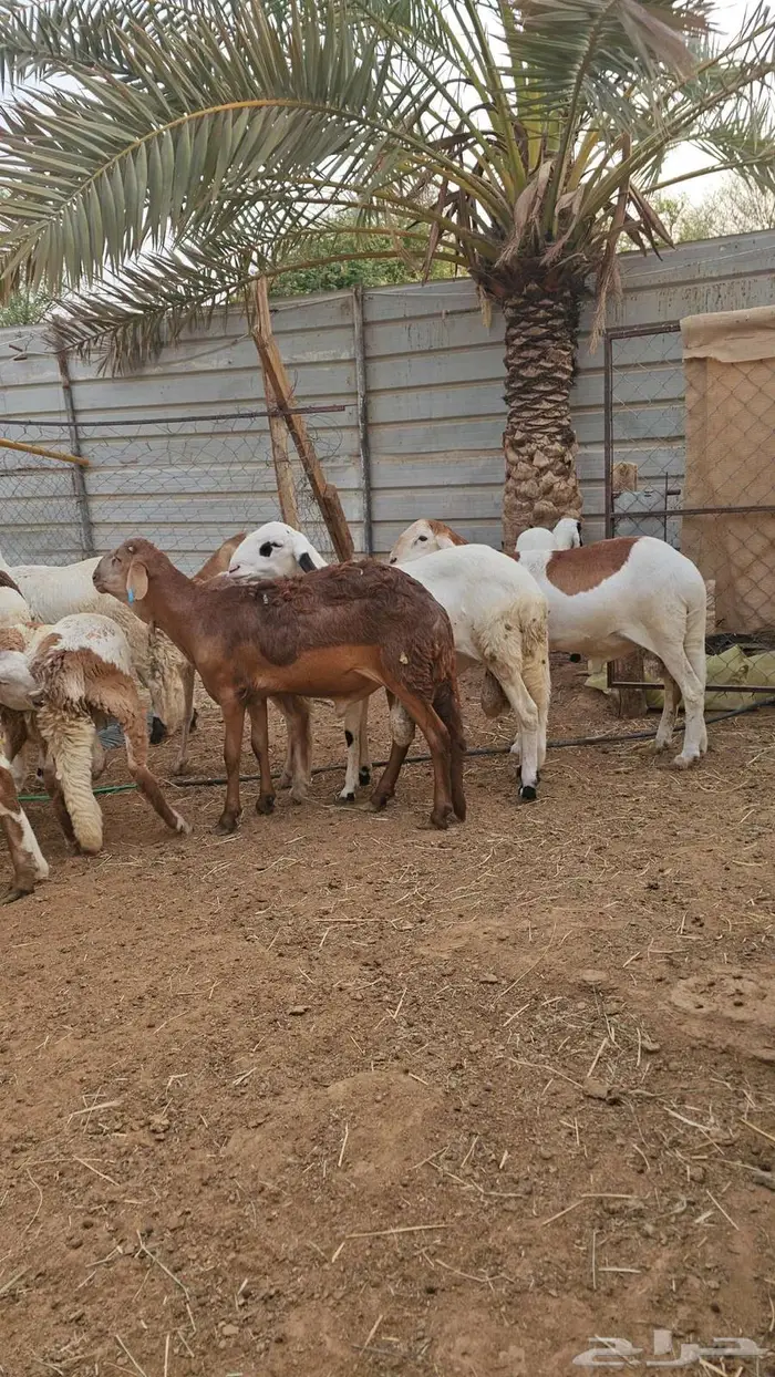 سواكني تربيه خمسه شهور 4
