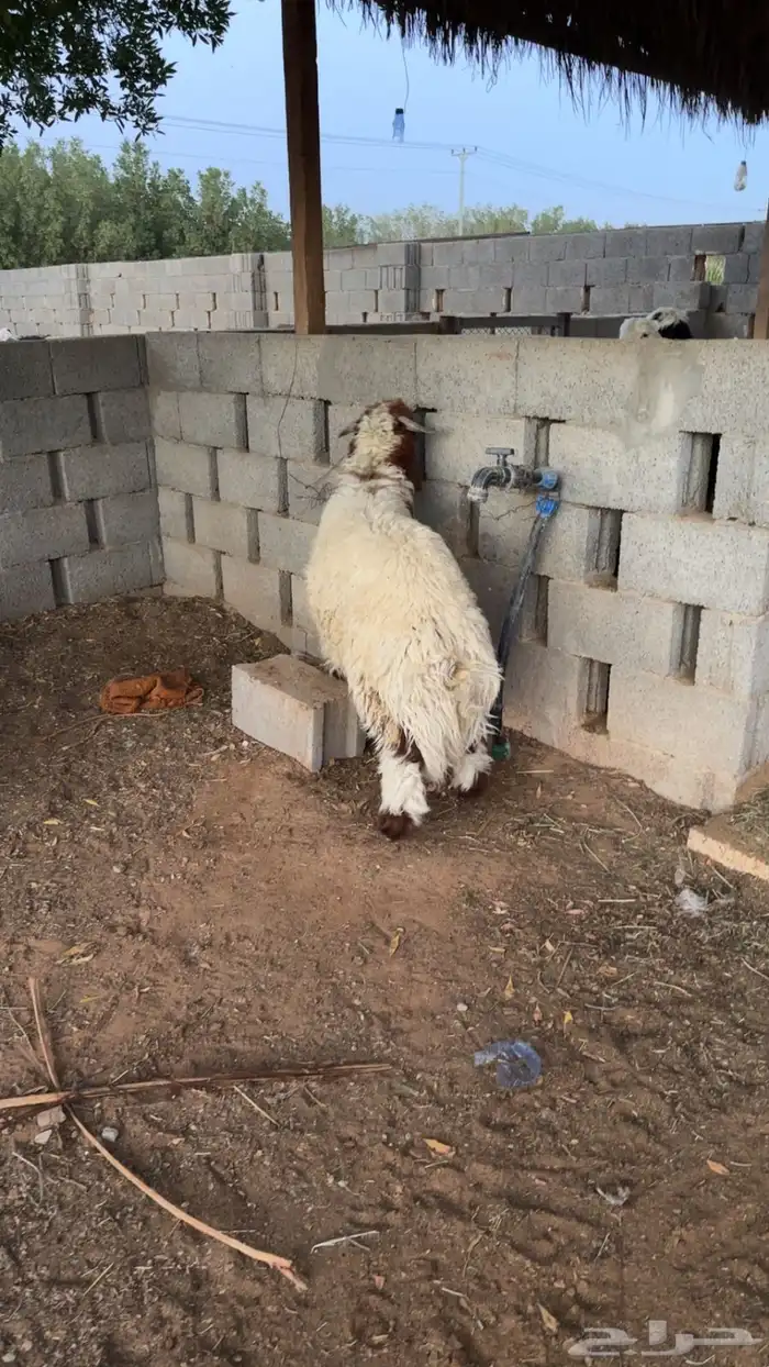 نعيمي فاخر 0