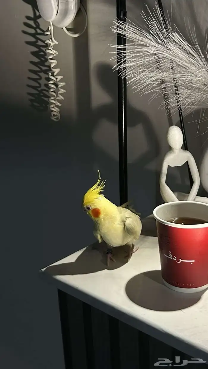 كروان اليف .. 0