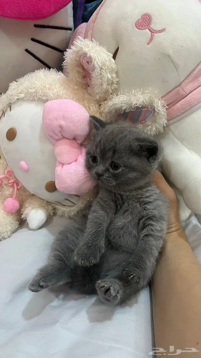 سكوتش فولد وستريت للبيع 12