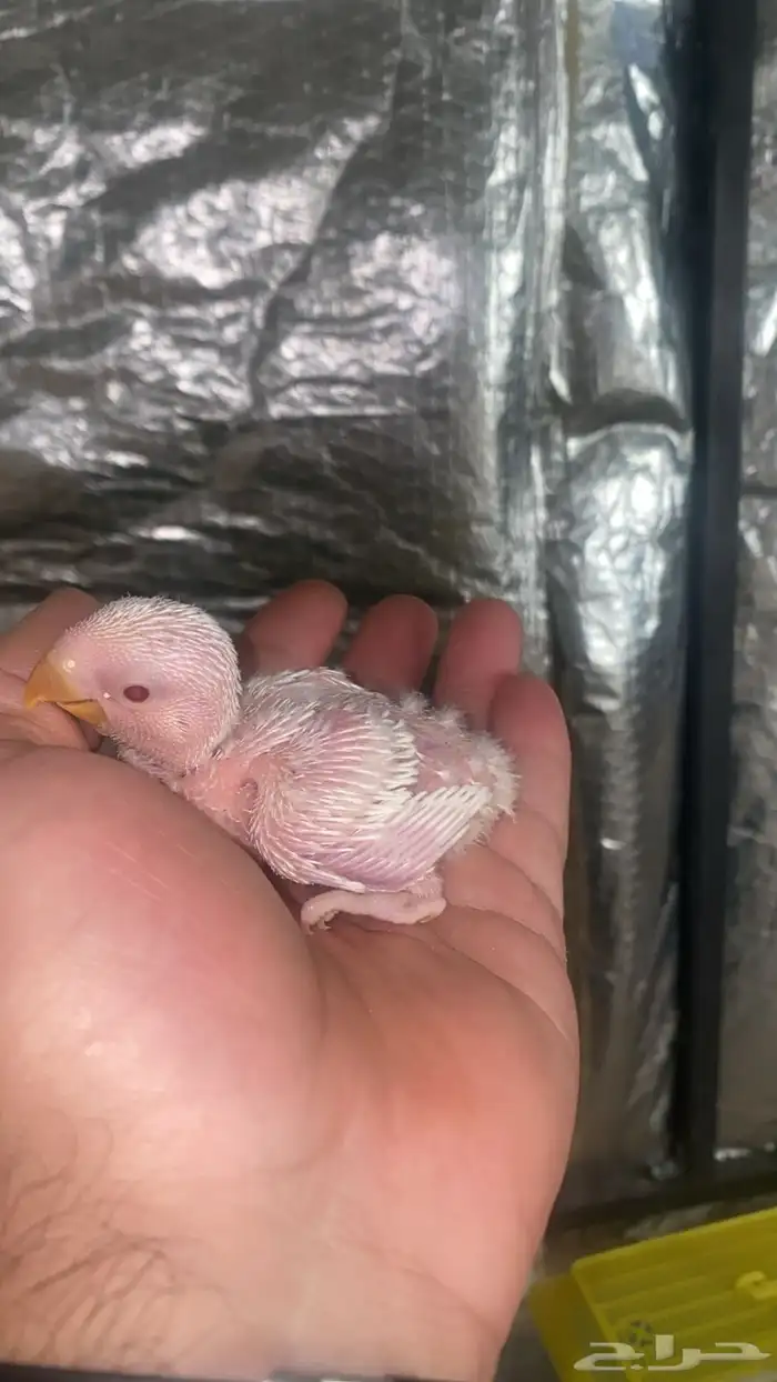 فروخ روز البينو عيون احمر 2