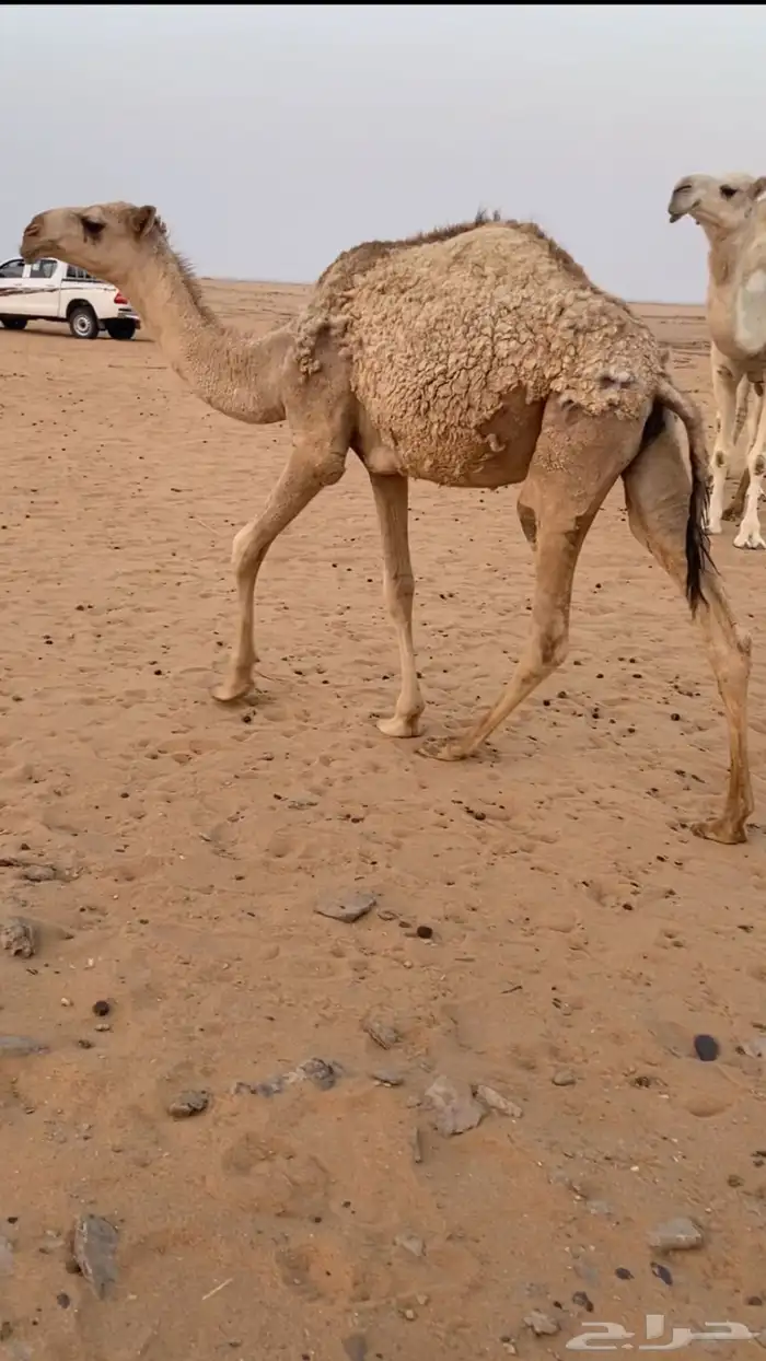 بكره شقحاء 0