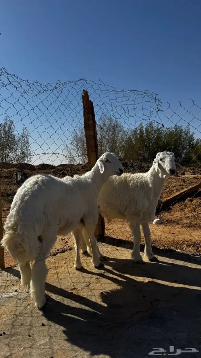 ذبائح حري طيبات 1