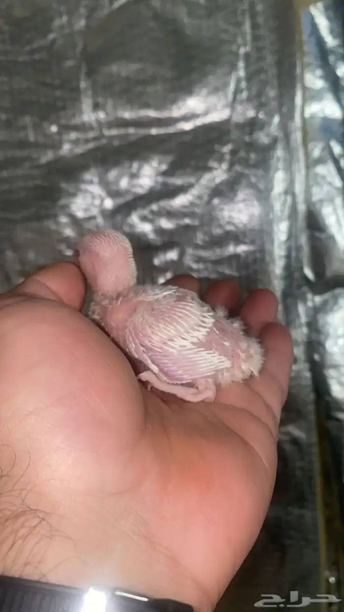 فروخ روز البينو عيون احمر 1