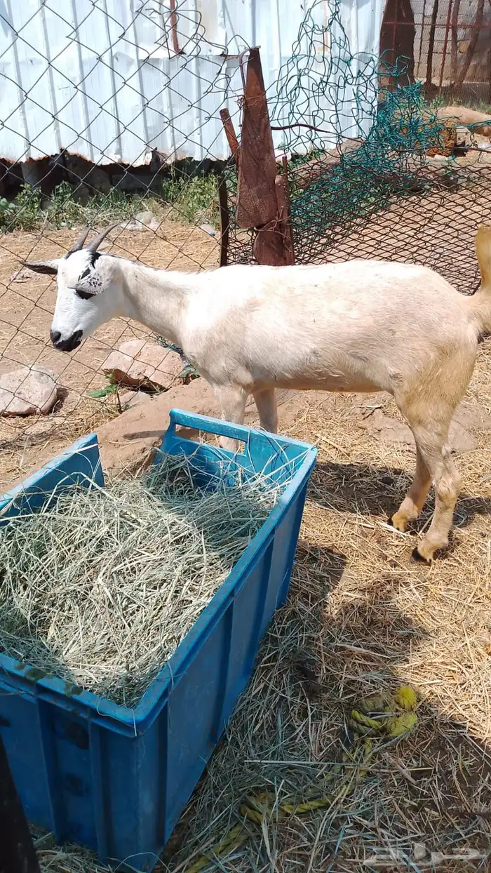 عناق للبيع 2