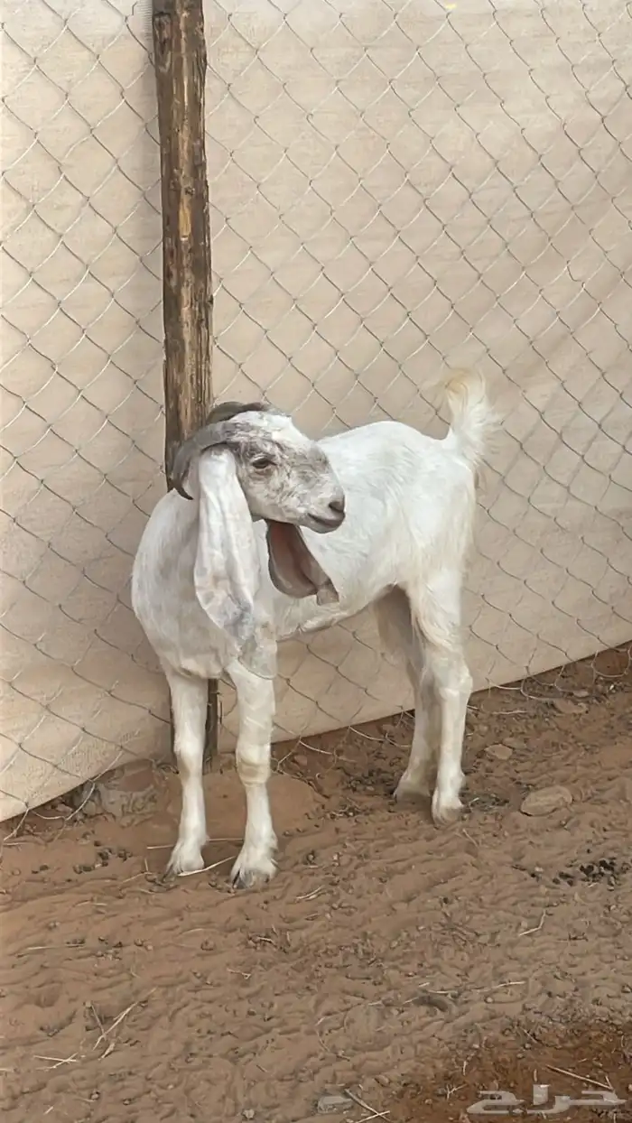 جفار جذعات للبيع 0