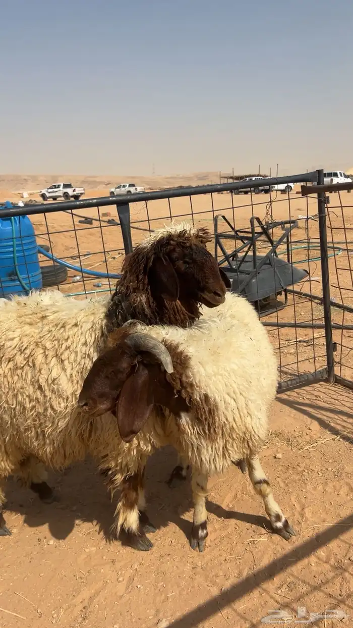 ذبايح نعيم 0