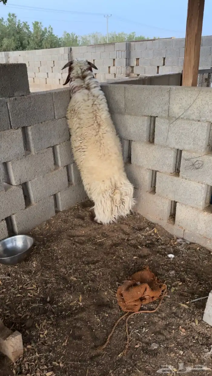 نعيمي فاخر 1
