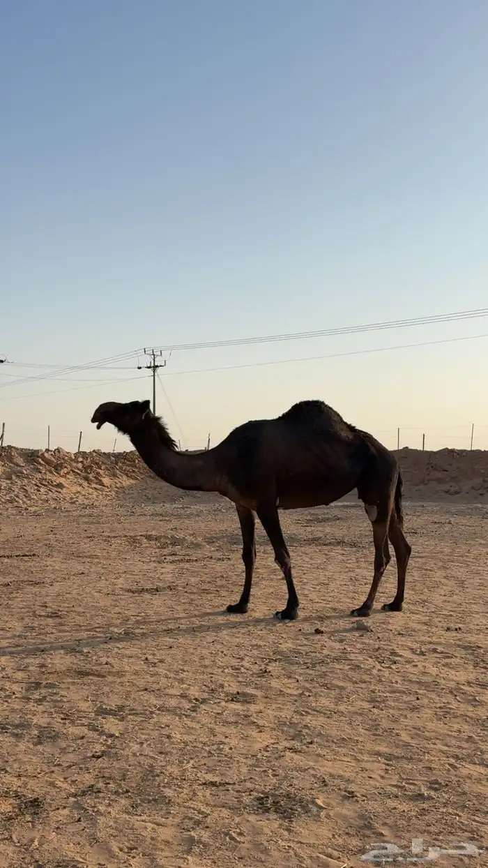 ناقه حايل السنه هاذي ماسيمت 0