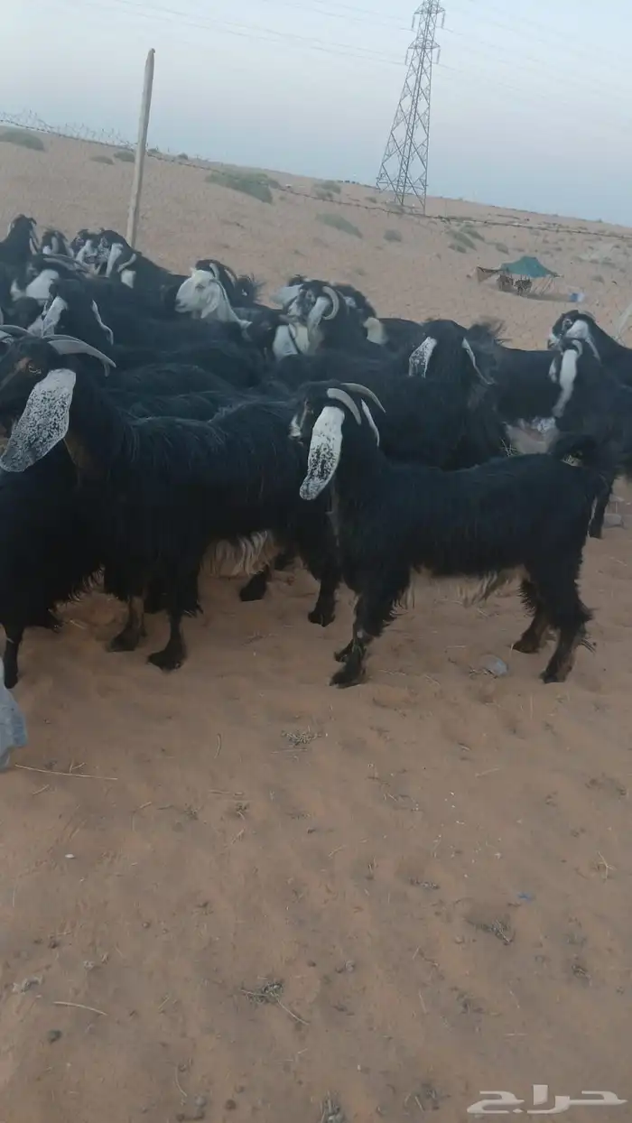ماعز 0