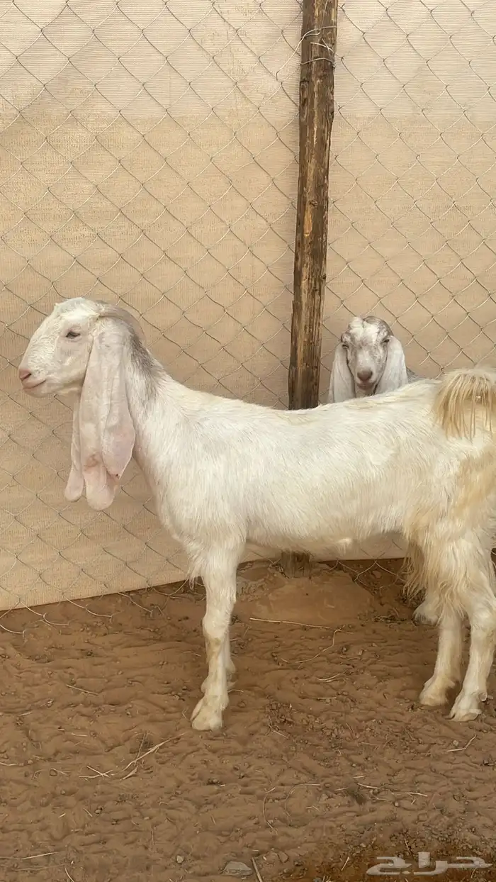 جفار جذعات للبيع 3