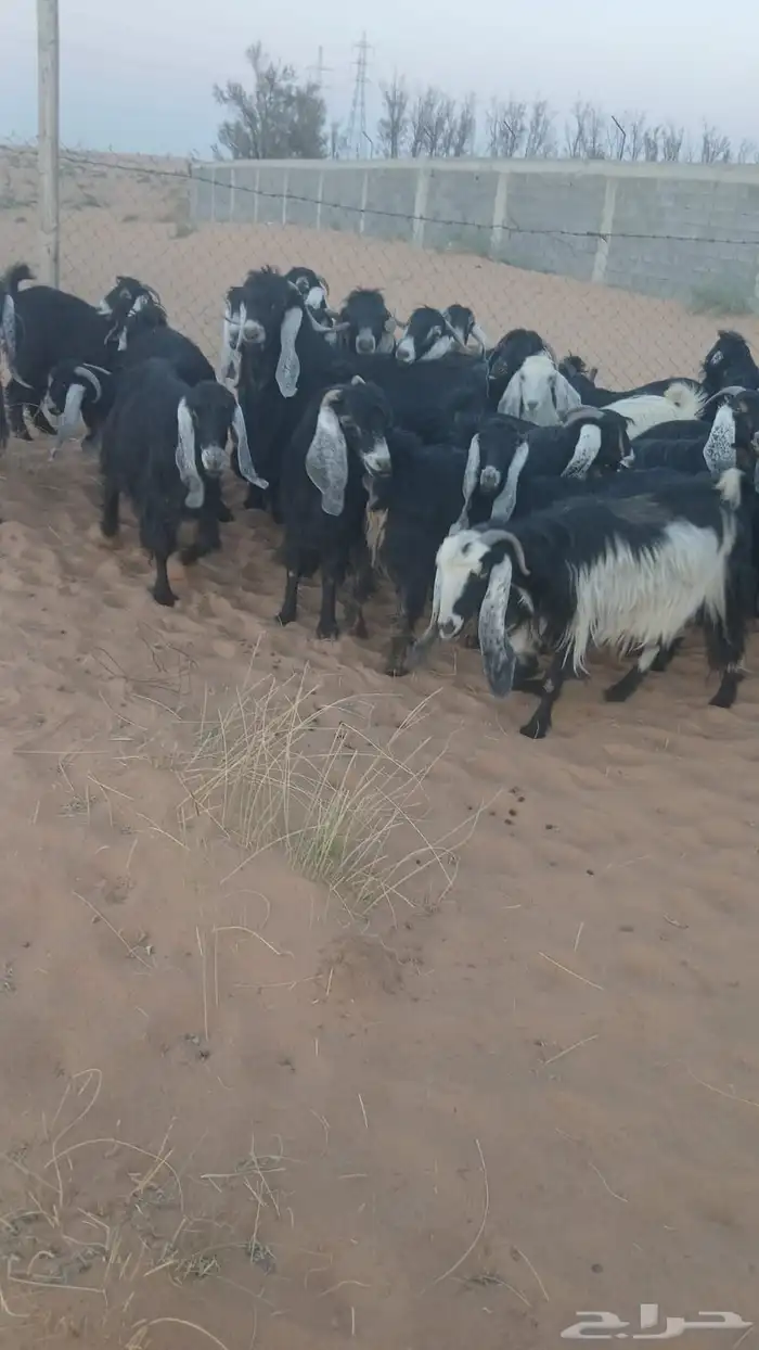 ماعز 3