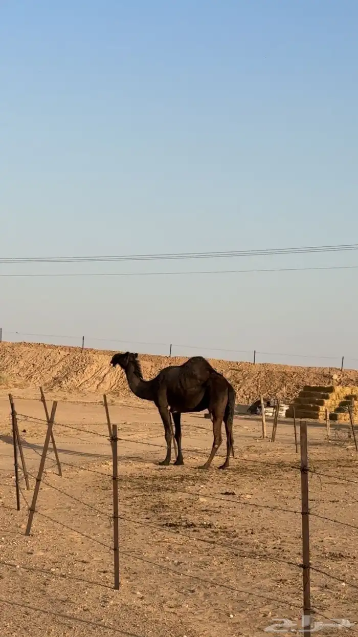 ناقه حايل السنه هاذي ماسيمت 2