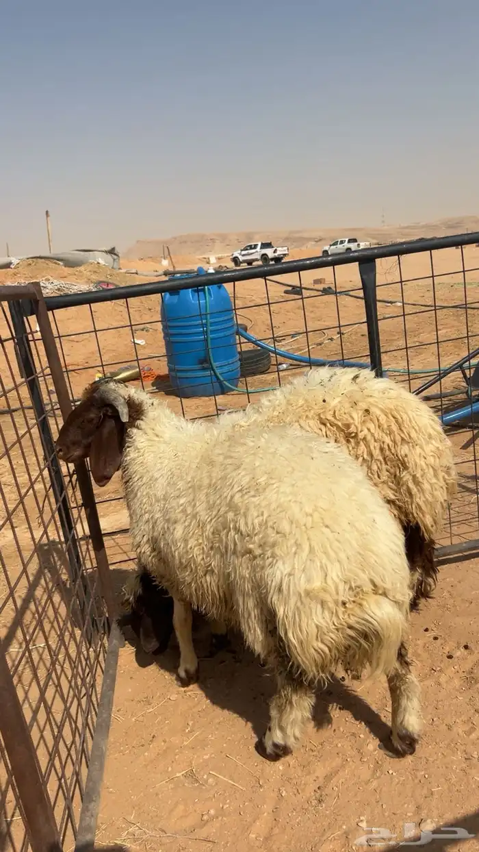 ذبايح نعيم 2
