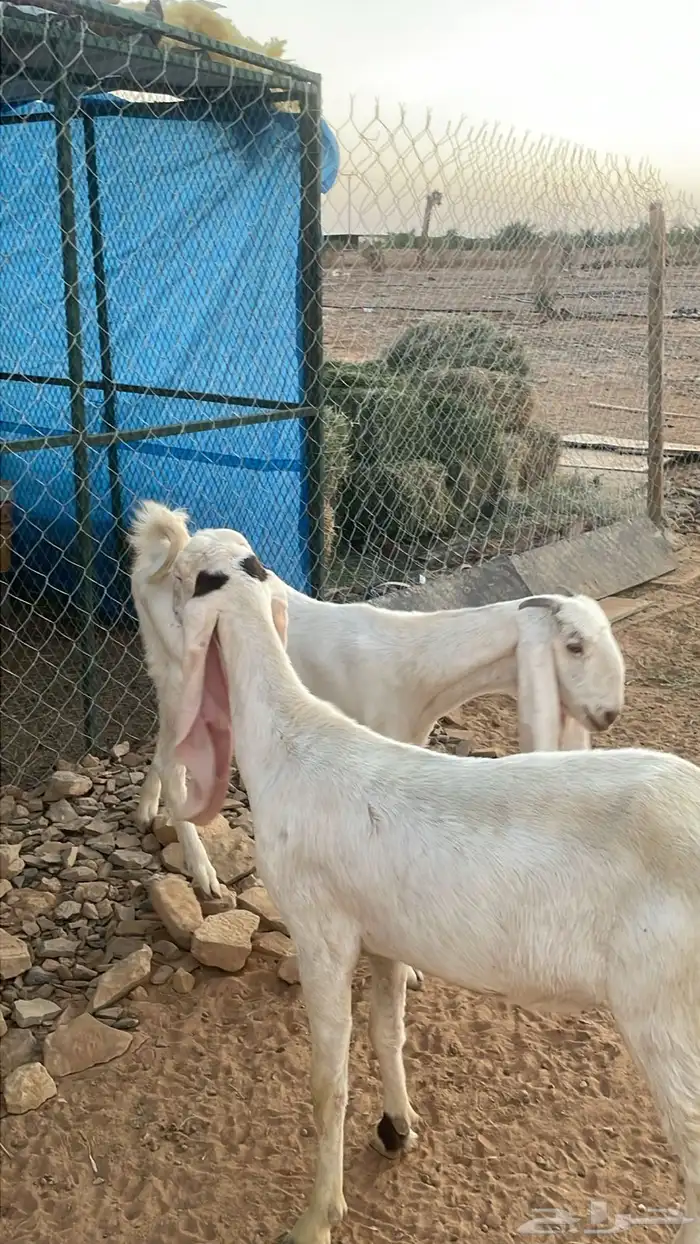 جفار جذعات للبيع 6