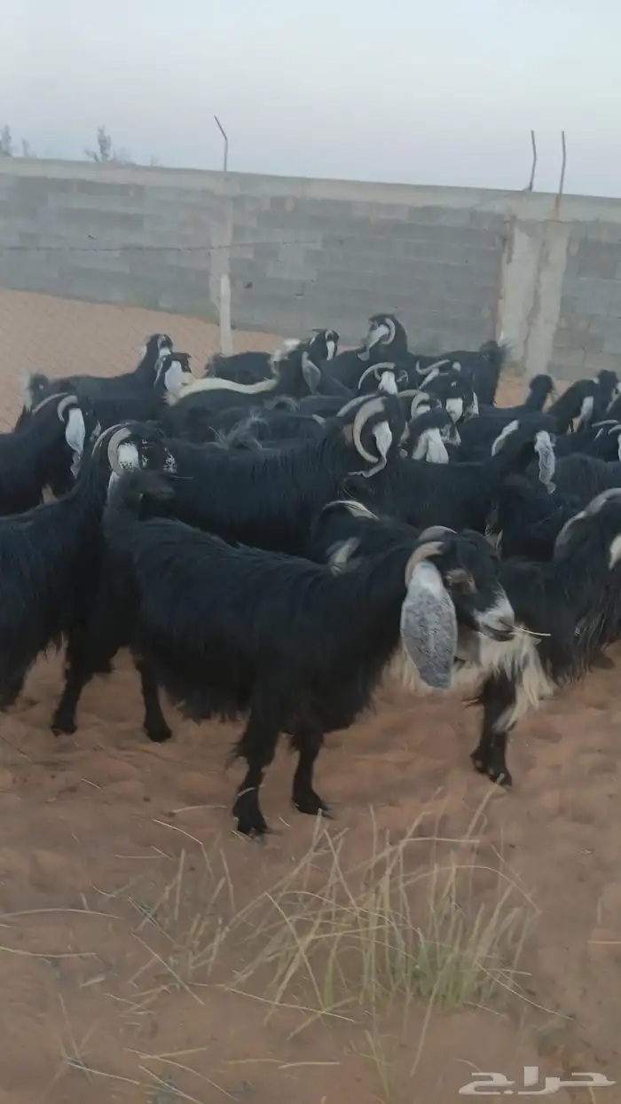 ماعز 2